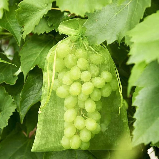 200 Stück Obstschutznetzsäcke mit Kordelzug von Walk Vogue in Grün zur Schädlingsbekämpfung für Trauben und Erdbeeren - Bild 1