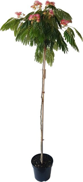 Pflanzen-Boering Seidenbaum Albizia Julibrissin als Zierbaum mit rosa Blüten, Stammhöhe: 160-170 cm - Bild 1