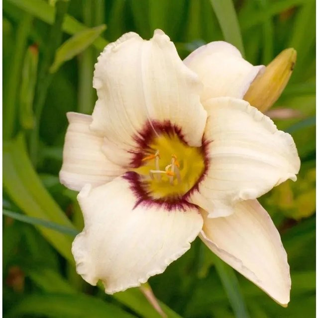 Taglilie Lynn Hall Hemerocallis cultorum als mehrjährige Beetpflanze von Nr-01.de - Bild 1