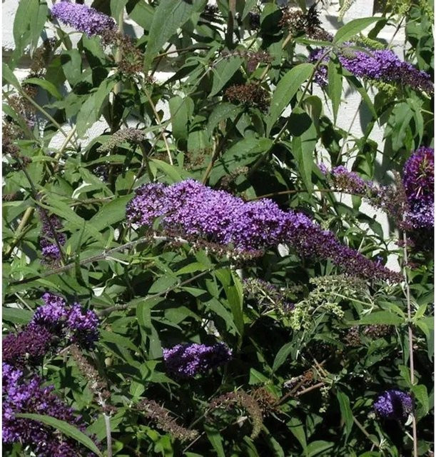 Buddleja Sommerflieder Ile de France in Lila, Höhe: 80-100 cm - Bild 1