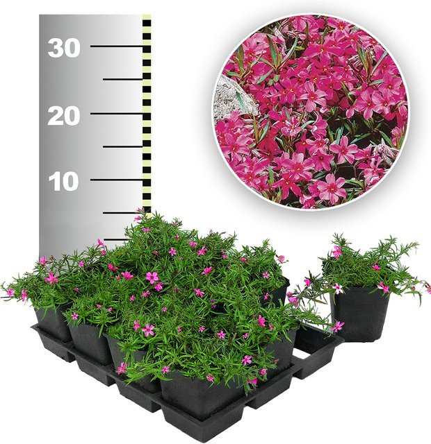 Roter Teppich-Phlox, 25 Stück - Bild 1
