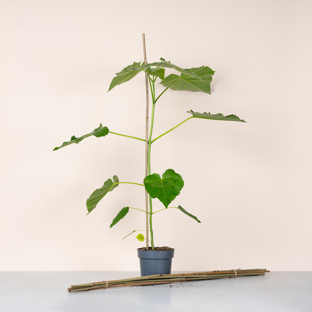 BLUME2000 Bambusstab 8er Set braun zur Pflanzenstütze für Garten, Balkon und Wohnzimmer, Höhe: 90 cm - Bild 1