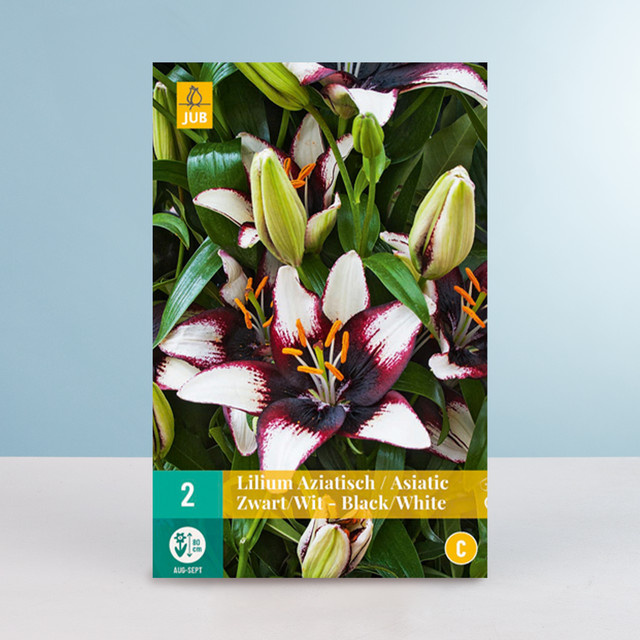 Asiatische Lilie BLUME2000 in Schwarz-Weiß, 2 Knollen - Bild 1