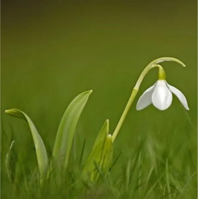 Großblütiges Schneeglöckchen Galanthus elwesii von Nr-01.de in Weiß und Grün - Bild 1