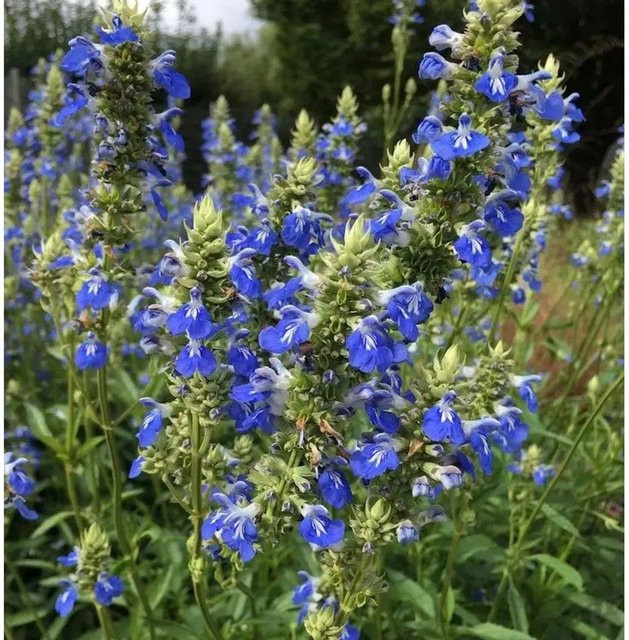 Salvia uliginosa Pfeffer Salbei Stauden von Nr-01.de - Bild 1