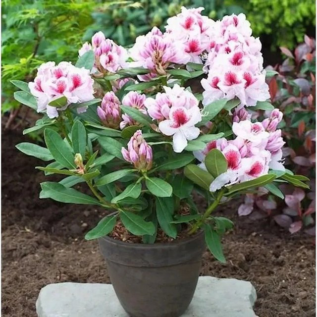 Großblumiger Rhododendron Belami Alpenrose in Pink, Höhe: 40-50 cm von Nr-01.de - Bild 1