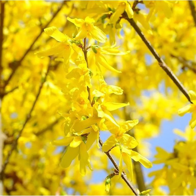 Arborix Forsythie Lynwood Forsythia x intermedia gelb frühblühend im Container, Höhe: 60 cm - Bild 1