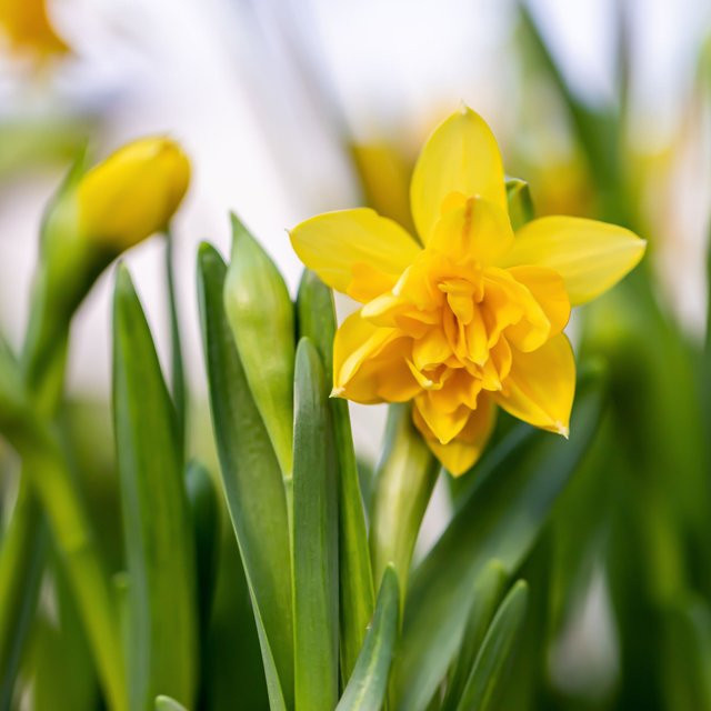 Narzisse Tete Boucle gelbe Staude von Mein schöner Garten Shop - Bild 1