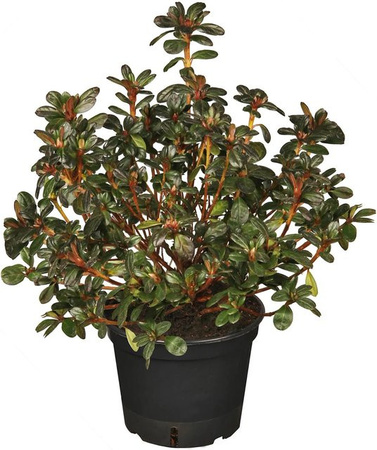 GROW by OBI Japanische Azalee Rhododendron in Weiß, Höhe: 35 cm