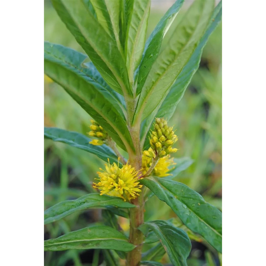 Gelber Gilbweiderich Lysimachia Thyrsiflora als mehrjährige Gartenpflanze im 9x9 cm Topf - Bild 2