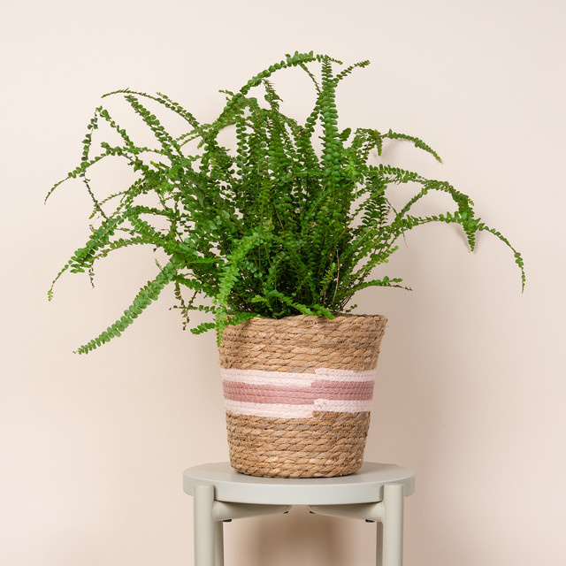 Übertopf Green Living BLUME2000 Streifen Natur Pink und Braun, Höhe: 21,5 cm, Breite: 21,5 cm, Tiefe: 20 cm - Bild 1