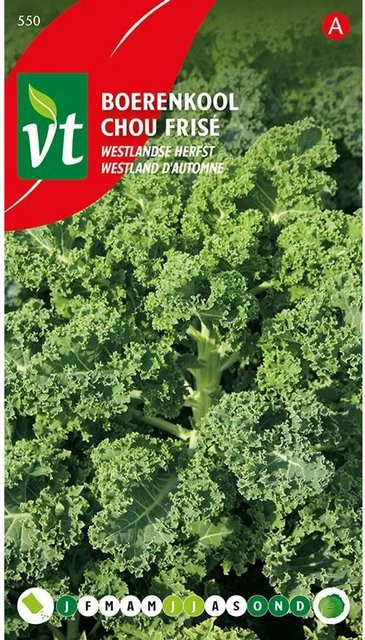 Westland Grünkohl Samen für den Herbstanbau, 2 g - Bild 1