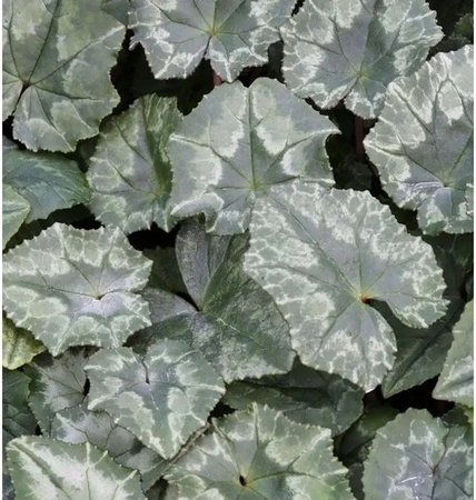 Herbst Alpenveilchen Amaze Me Cyclamen hederifolium Stauden für Steingärten und Unterpflanzungen