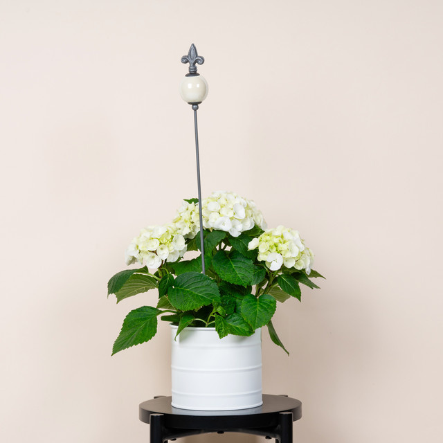 Keramikstecker Kugel von BLUME2000 in Creme - Bild 1