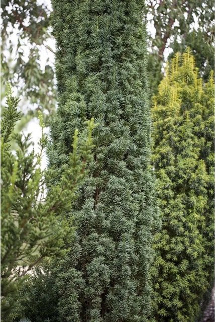 Taxus Baccata Fastigiata Robusta Säuleneibe als grüne Heckenpflanze, Höhe: 180–200 cm - Bild 1