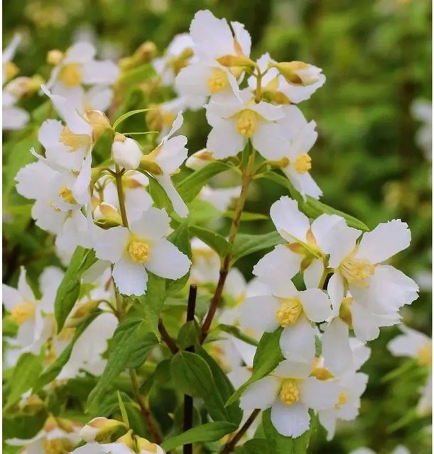 Duftjasmin Philadelphus Erectus als weiße Heckenpflanze für den Garten, Höhe: 80-100 cm - Bild 1