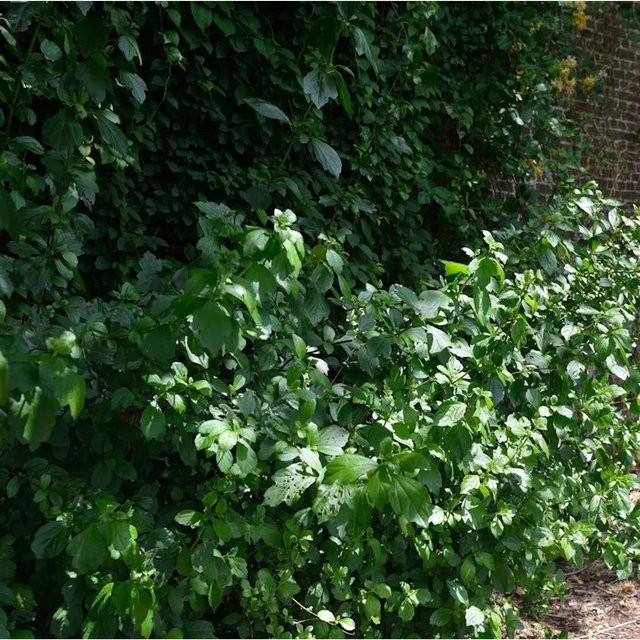 Chinesischer Schneeball Viburnum foetidum Tenkai zaki als Zierstrauch für den Garten, Höhe: 125-150 cm - Bild 1