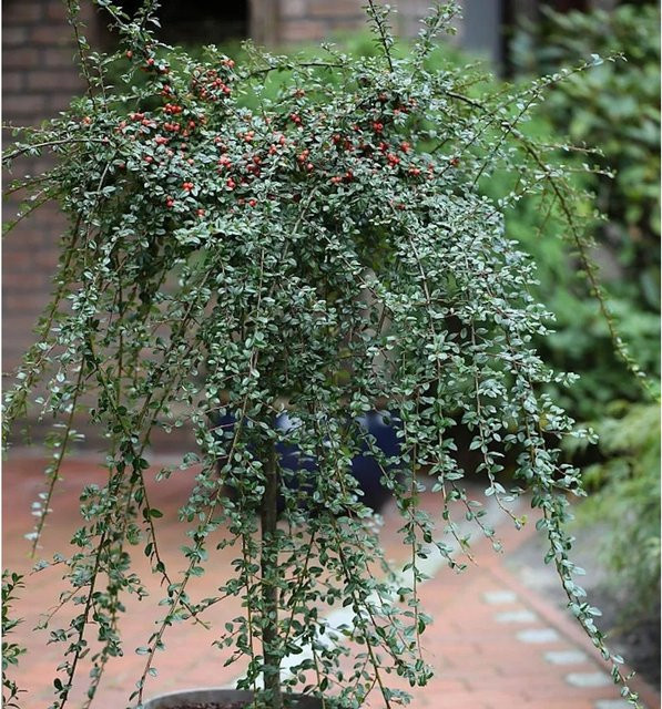 Hochstamm Zwergmispel Coral Beauty Cotoneaster dammeri als Bodendecker mit Beeren in Weiß, Rot und Grün, Höhe: 60-80 cm - Bild 1