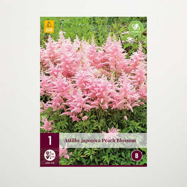Astilbe Peach Blossom Knolle von BLUME2000 - Bild 1