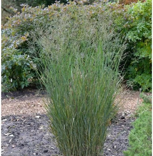 Rutenhirse Heavy Metal Panicum virgatum Zierpflanze für den Garten in Graugrün und Rotbräunlich - Bild 1