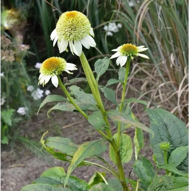 Sonnenhut Milkshake Echinacea purpurea als Schnittblumepflanze in Weiß und Gelb - Bild 1