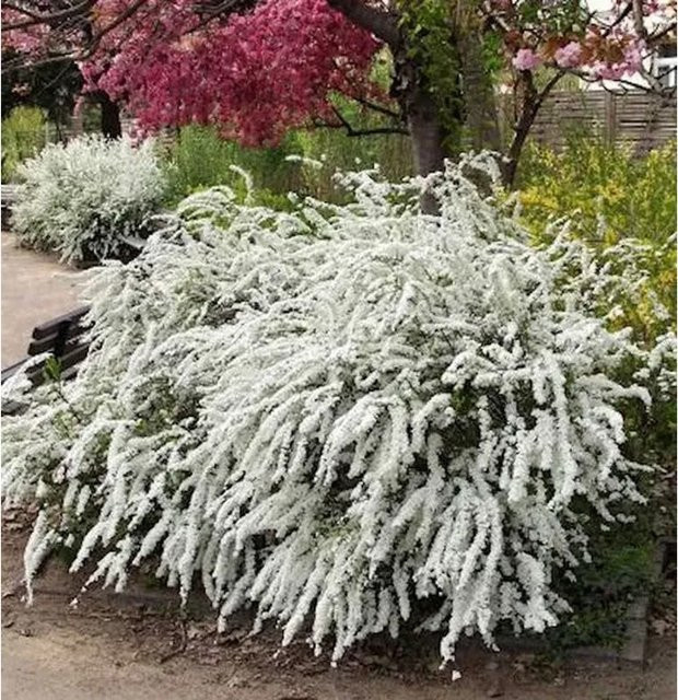 Weiße Rispenspiere Spiraea cinerea als pflegeleichte Heckenpflanze von Nr-01.de - Bild 1