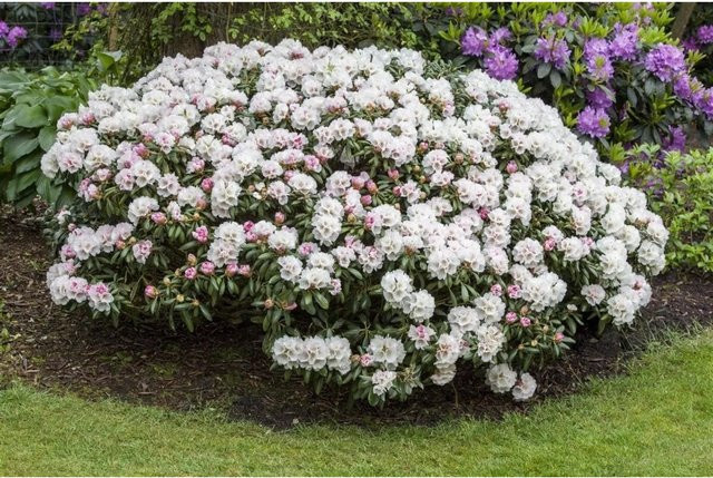 Rhododendron Yakushimanum Dreamland mit rosa Blüten, Zierstrauch für den Außenbereich, Höhe: 25 cm - Bild 1