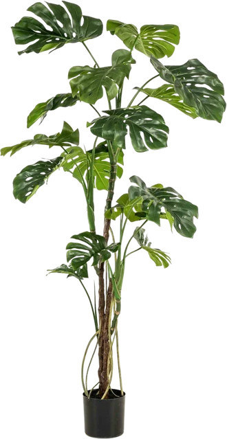 Künstliche Monstera Pflanze Mogli von Aplanta, Höhe: 180 cm - Bild 1