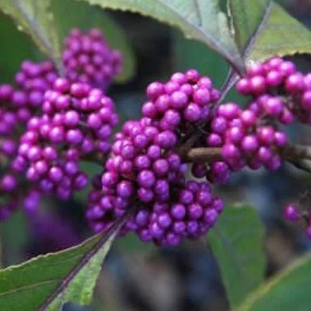 Arborix Schönfrucht Callicarpa bodinieri Profusion Zierstrauch mit lila Zierbeeren, Höhe: 60 bis 80 cm - Bild 1