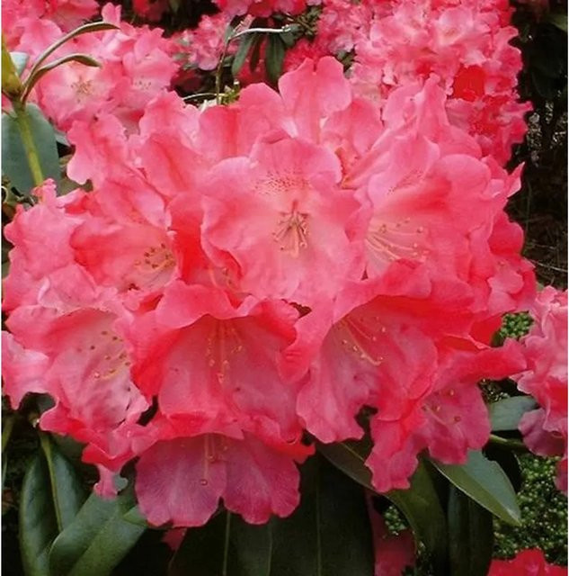 Rhododendron Morgenrot Alpenrose in Pink von Die Nr-01.de - Bild 1