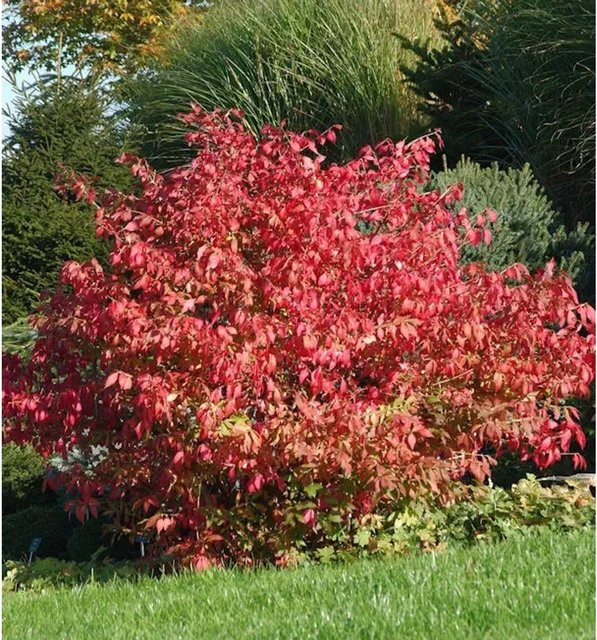 Euonymus alatus Flügel-Spindelstrauch in Rot und Grün, Höhe: 150 cm - Bild 1
