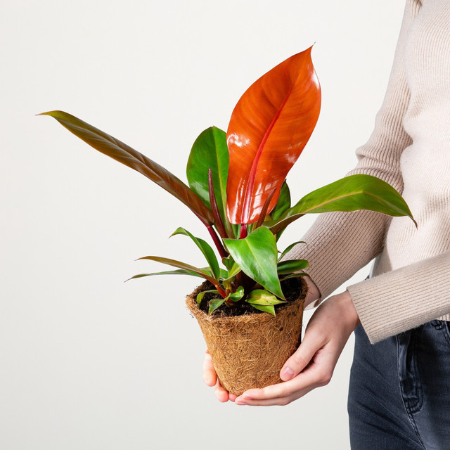 Philodendron Prince of Orange von BLUME2000 in Orange und Grün - Bild 1