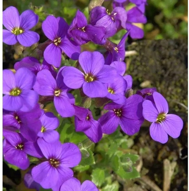 Aubrieta Blaukissen Blaumeise lila Blühpflanze für Stauden- und Steingärten - Bild 1