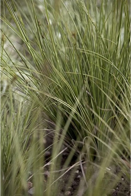 Carex Brunnea Japan-Segge Immergrün, grüne Bodendecker-Pflanze im 2 Liter Container - Bild 1