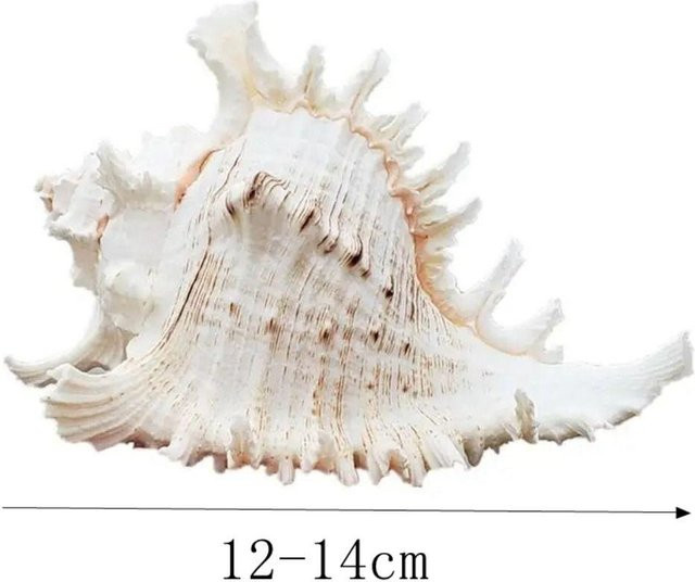 Natürliche große Conch-Muschel von Zhongrong in Weiß für Aquarium und Dekoration, Größe: 12-14 cm - Bild 1