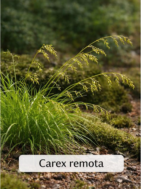 Carex remota Winkel-Segge Set, 12 Stück, Höhe: 20 - 30 cm, Topf: 9 cm - Bild 1