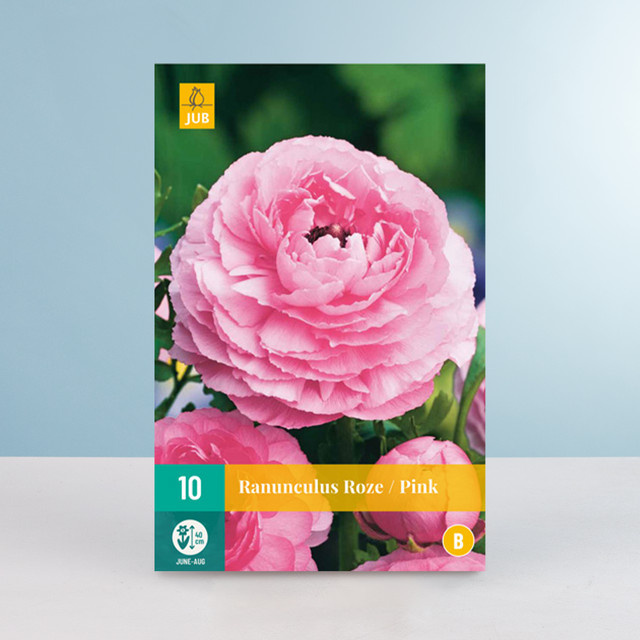 Ranunkel Knollen in Rosa von BLUME2000 für Balkonkästen, Blumenkübel und Gartenbeete, 10 Stück - Bild 1
