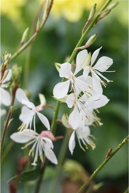 Gaura Lindheimeri Prachtkerze Gambit White Pflanzen für dich, pflegeleichte Zierpflanze für den Frühsommer bis Herbst, 2 Liter Container - Bild 1