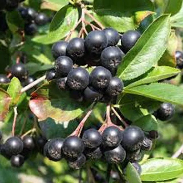 Aronia Apfelbeere Aronia melanocarpa von Arborix im Container, Höhe: 40 bis 60 cm - Bild 1