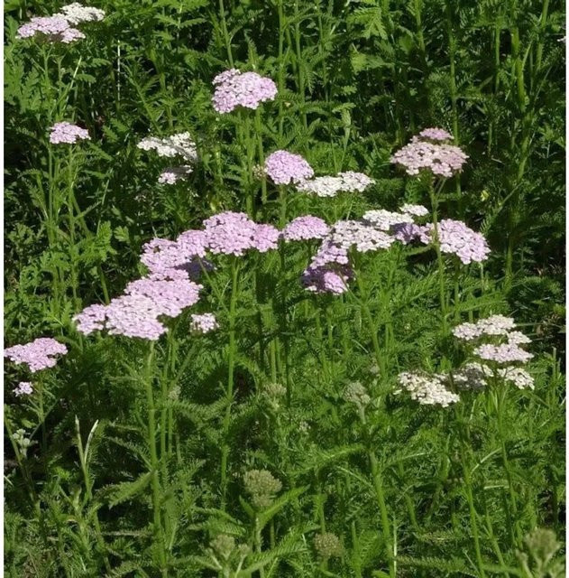 Schafgarbe Apfelblüte Achillea millefolium von Nr-01.de als mehrjährige Gartenpflanze - Bild 1
