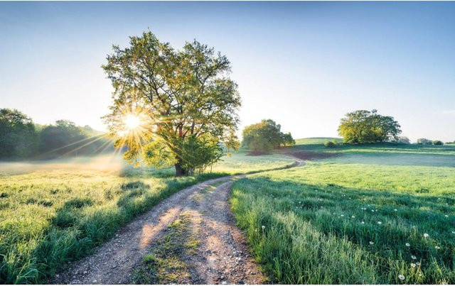 Komar Fototapete Vlies A New Day in Paradise Multicolour B: 400 cm, H: 250 cm - Bild 1