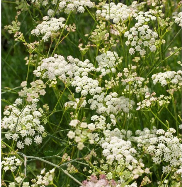 Bergfenchel Seseli gracile von Nr-01.de in cremefarben/weiß - Bild 1