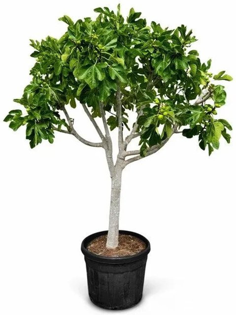 Sunny-Tree Feigenbaum Brown Turkey Ficus Carcia, winterhart, inklusive Topf, Höhe: 180 cm - Bild 1