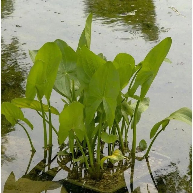 Gewöhnliches Pfeilkraut Sagittaria sagittifolia für Teich und Wasserläufe, Grün - Bild 1