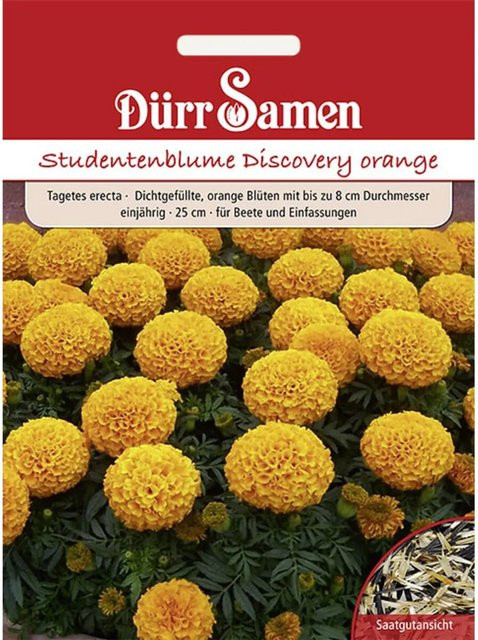 Dürr Studentenblumen Discovery Orange Einjähriges Saatgut für das Beet - Bild 1