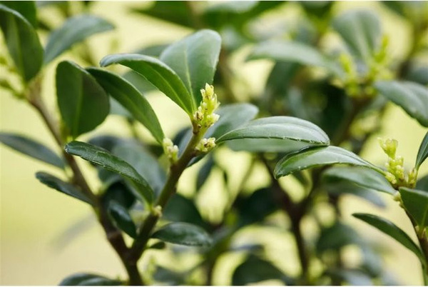 Ilex crenata Dark Green Pflanze von Pflanzen für dich, Höhe: 40-50 cm