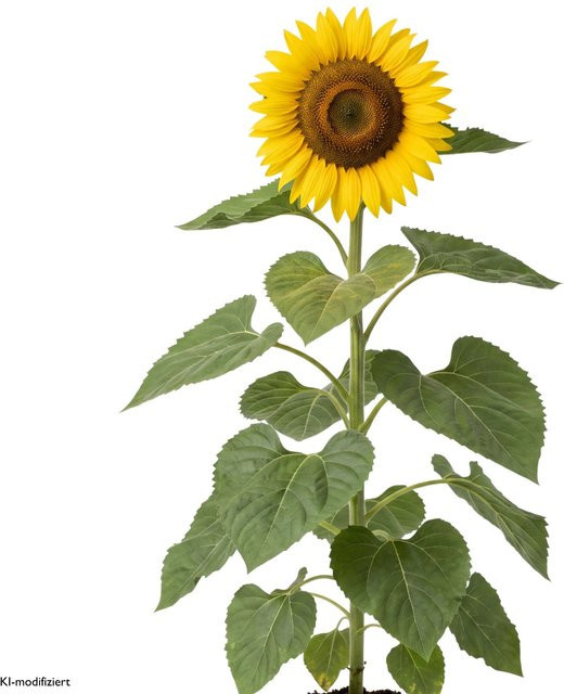 LaCaTho Sonnenblume Peredovick Samen Helianthus Annuus mit 500 Samen für gelbe Blüten - Bild 1