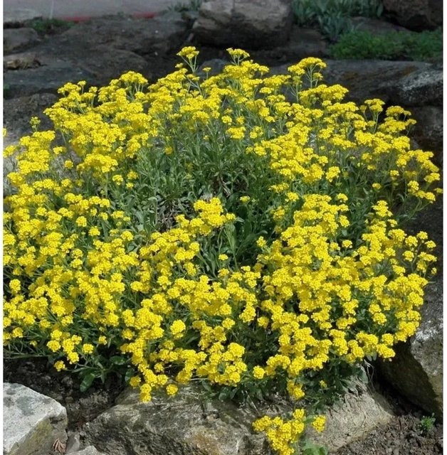 Aurinia saxatile Steinkraut Goldkugel gelbe Staude für Steingarten und Mauerpflanzungen - Bild 1