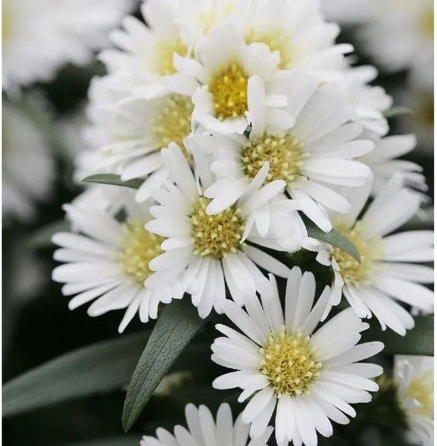 Rauhblattaster Aster novae angliae als winterharte Staude für den Garten und Topf - Bild 1