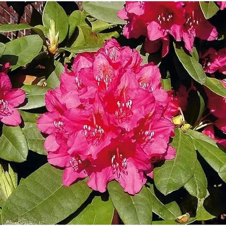 Großblumiger Rhododendron Alpenrose von Dr.H.C.Dresselhuys als Strauch für Hecken und Gartenanlagen